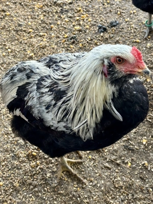 Cocosi Araucana  - imagine 3