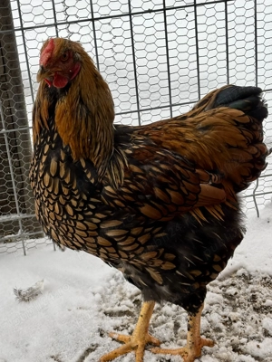 Cocosi Araucana  - imagine 2