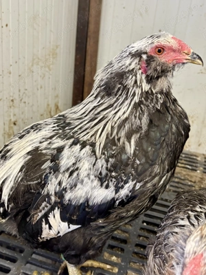 Cocosi Araucana  - imagine 4