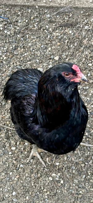 Cocosi Araucana  - imagine 5