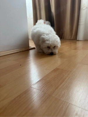 Bichon Minitoy - imagine 2