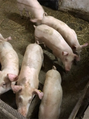 Purcei Șoldani 4 Luni  - imagine 5