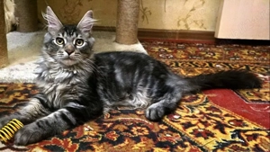 Maine coon băieței și fetițe