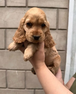 Cocker spaniol băieței și fetițe