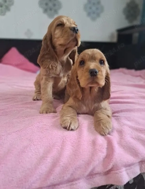 Cocker spaniol pui superbi