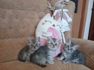 British shorthair pui superbi