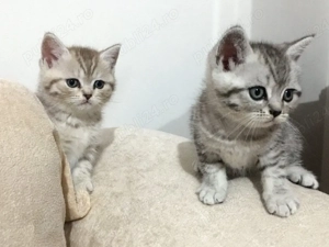 British shorthair puiuți
