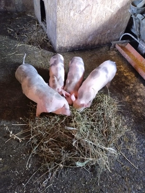 3 masculi din 5 Petrean- 10 saptamani - imagine 2