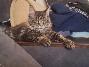 Maine coon pisoiași