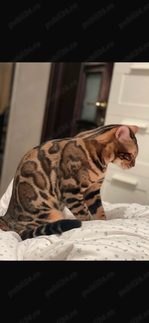 Vând Pui Pisică Bengal 