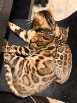 Vând pui pisică Bengal brown , ochii verzi 