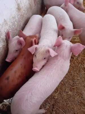 Purcei 10 săptămâni 310lei - imagine 5