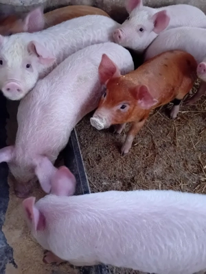 Purcei 10 săptămâni 310lei - imagine 3