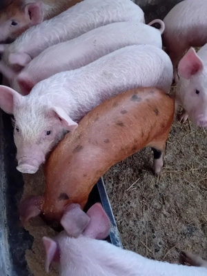 Purcei 10 săptămâni 310lei - imagine 4