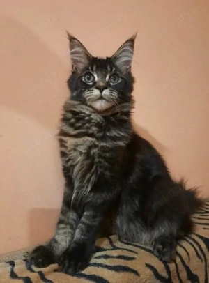 Maine coon pui superbi