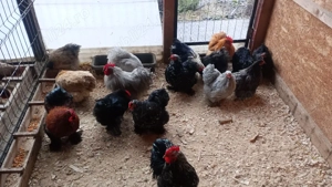 oua cochinchina pitic - imagine 4