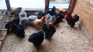 oua cochinchina pitic - imagine 3