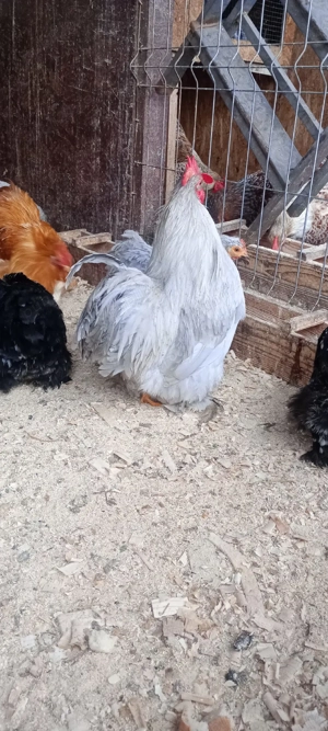 oua cochinchina pitic - imagine 5