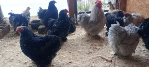 oua cochinchina pitic - imagine 2