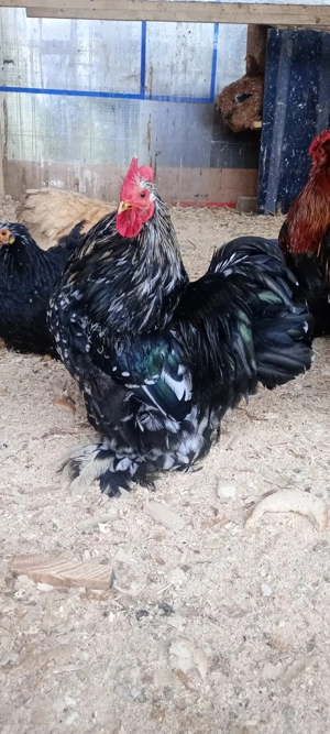 oua cochinchina pitic