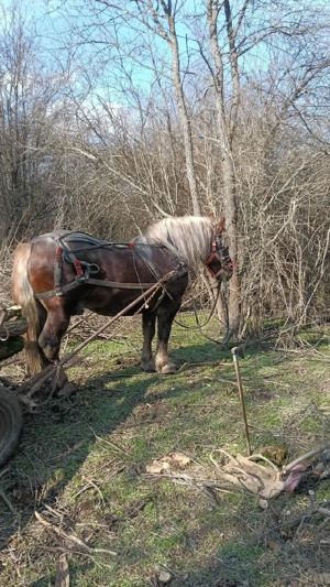 armasar de vânzare  - imagine 4