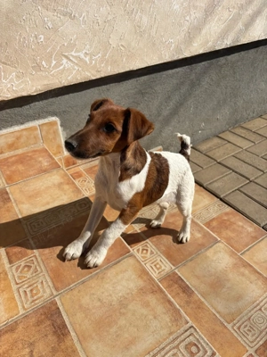 Foxterrier  Smooth  - imagine 4