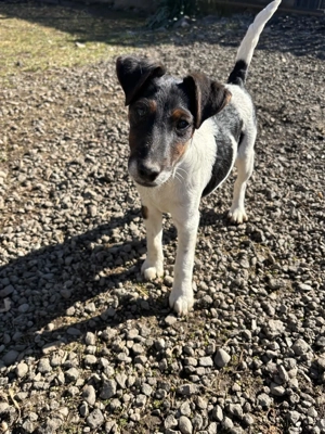 Foxterrier  Smooth  - imagine 3