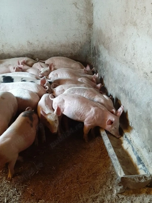 vând soldani de carne diferite mărimi si rase 