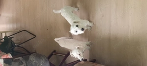 Bichon de van zare - imagine 3