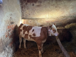 Vând vițea bălțată românească 