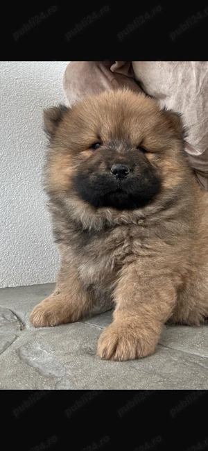 Cățeluși Chow Chow 