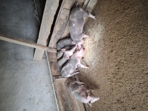 Vând șoldani castrați și deparazitați  - imagine 3