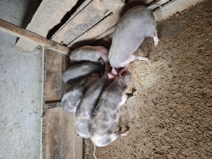 Vând șoldani castrați și deparazitați 