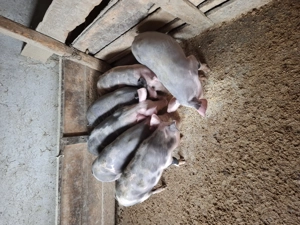 Vând șoldani castrați și deparazitați  - imagine 3