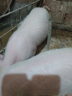 Vand 2 purcei castrati