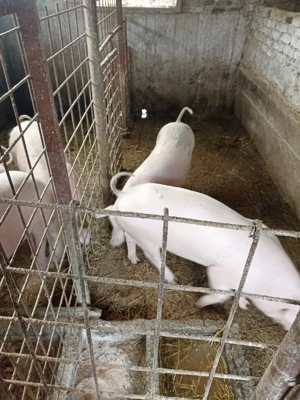 Vând Purcele  - imagine 3