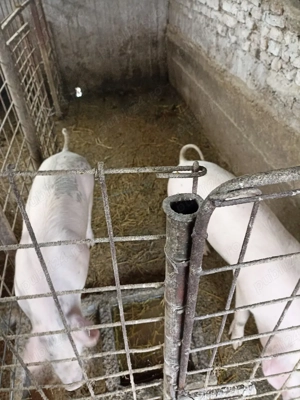 De vânzare Porci - imagine 3