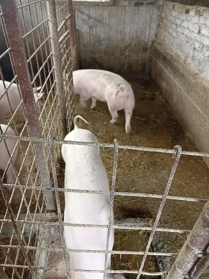 De vânzare Puricele 