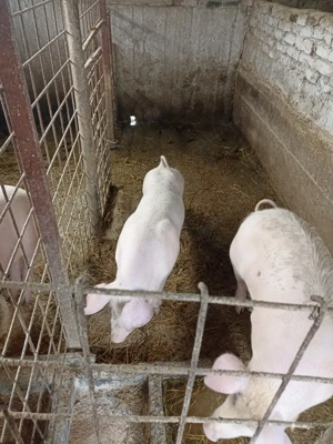 Vând Purcele  - imagine 2