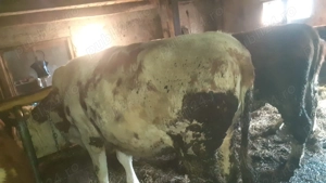 junincă de vânzare ref  - imagine 2