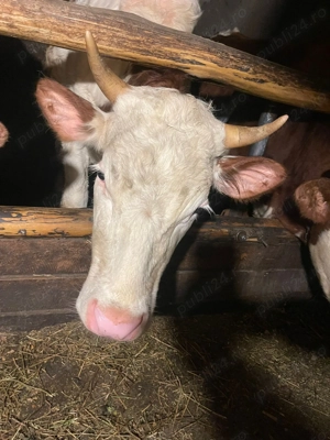 junincă de vânzare ref  - imagine 3