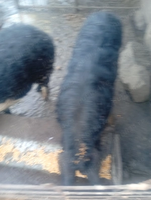 De vânzare mangalița  - imagine 2