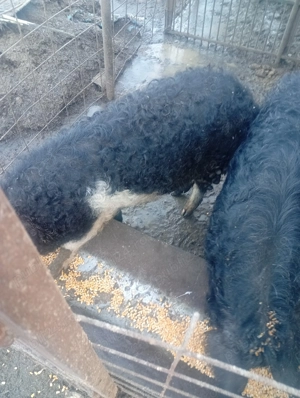 De vânzare mangalița  - imagine 3