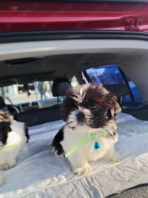 Vând căței shtitzu 