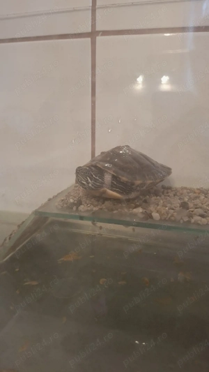 Broască țestoasa - imagine 2