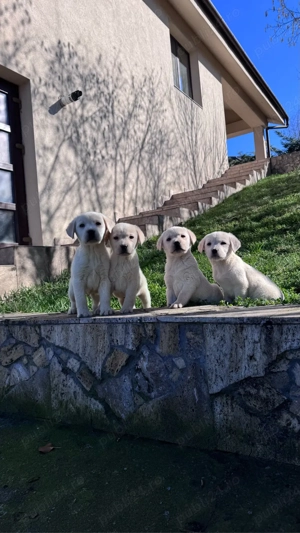 Catei labrador cu pedigree - imagine 5