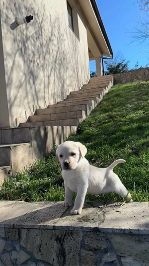 Catei labrador cu pedigree - imagine 4