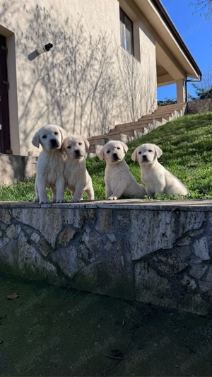 Catei labrador cu pedigree - imagine 3