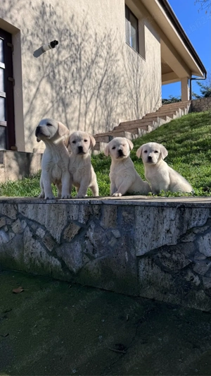 Catei labrador cu pedigree - imagine 2