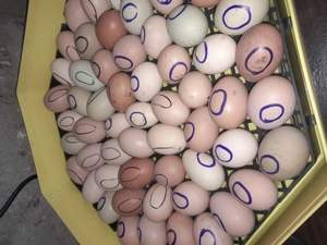 Cine dorește pui de casa !!! - imagine 2